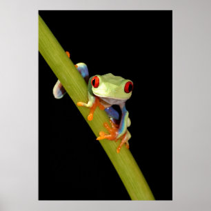 rödögd träd groda poster