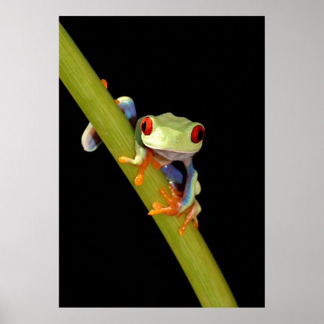 rödögd träd groda poster (Framsidan)