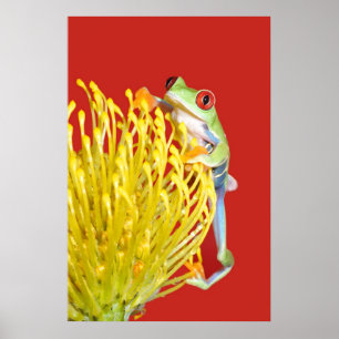 rödögd träd groda poster