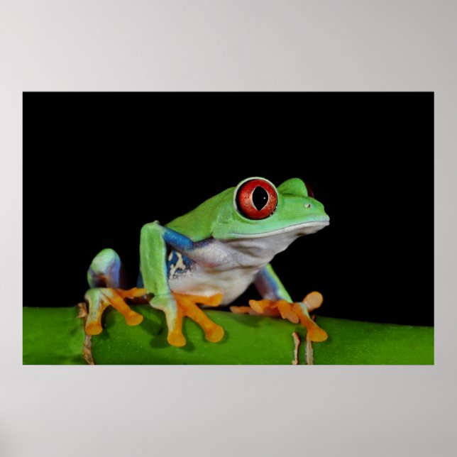 rödögd träd groda poster (Framsidan)