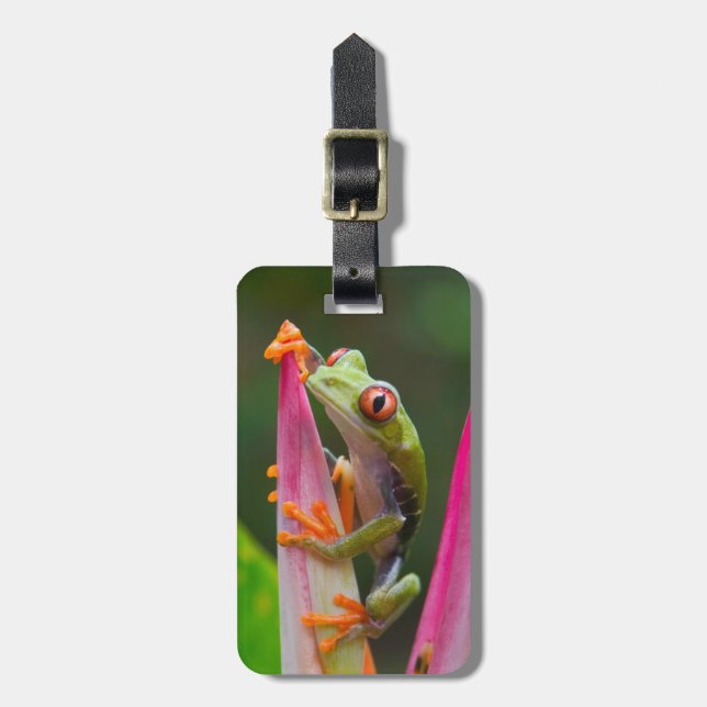 Rödögd trädfrosch, Costa Rica Bagagebricka (Vertikal Framsida)
