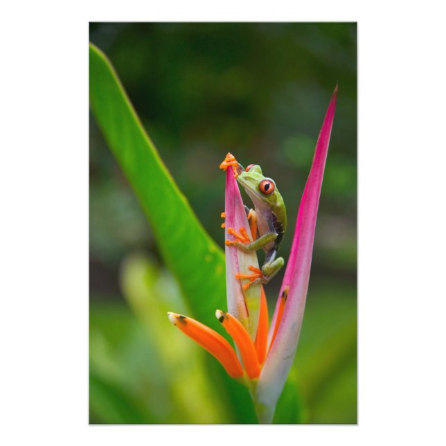 Rödögd trädfrosch, Costa Rica Fototryck (Framsidan)