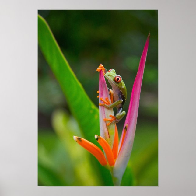 Rödögd trädfrosch, Costa Rica Poster (Framsidan)