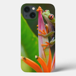 Rödögd trädfrosk, Costa Rica