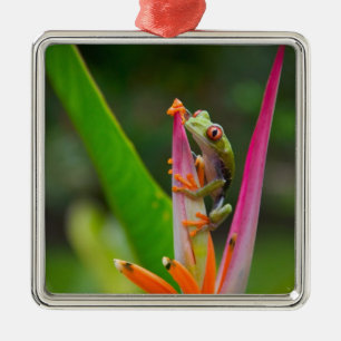 Rödögd trädfrosk, Costa Rica Julgransprydnad Metall