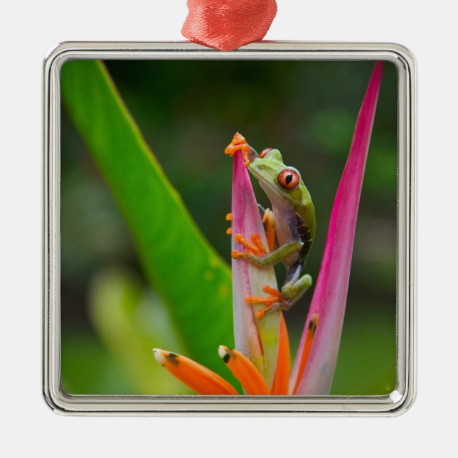 Rödögd trädfrosk, Costa Rica Julgransprydnad Metall (Framsidan)