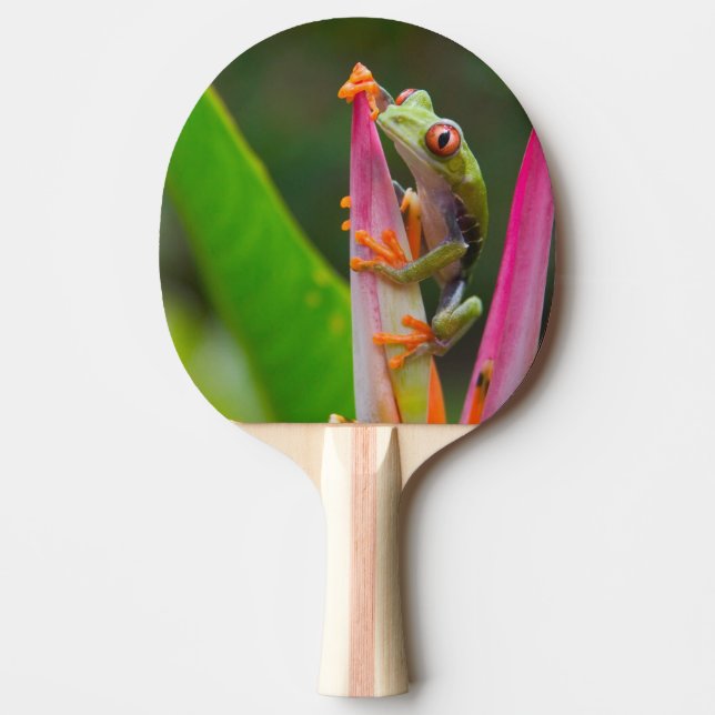 Rödögd trädfrosk, Costa Rica Pingisracket (Framsidan)