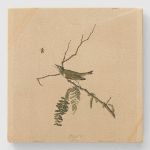 Rödögd vireo från Audubon's Birds of America Stenunderlägg