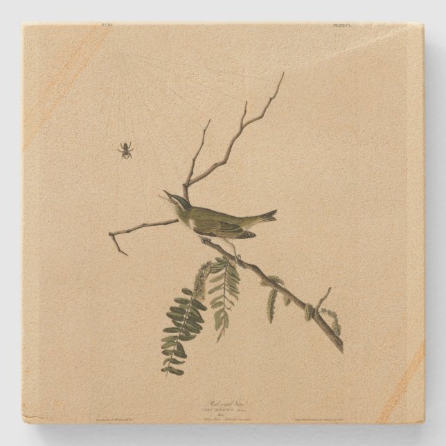 Rödögd vireo från Audubon's Birds of America Stenunderlägg (Framsidan)