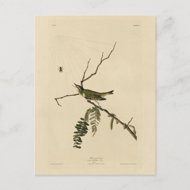 Rödögd vireo från Audubon's Birds of America Vykort (Framsida)