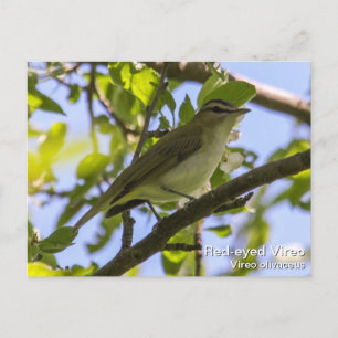 Rödögd vireo vykort