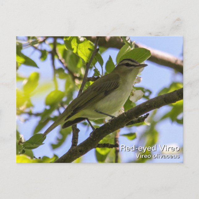 Rödögd vireo vykort (Framsida)