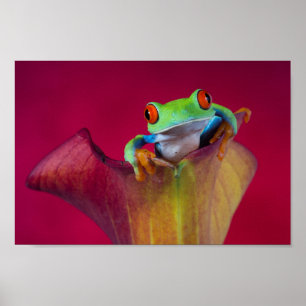 Rödögonad träd groda i röd blomma poster