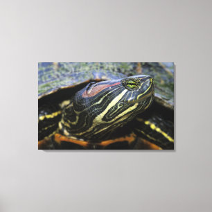 Rödöronad vattensköldpadda, Trachemys scripta eleg Canvastryck