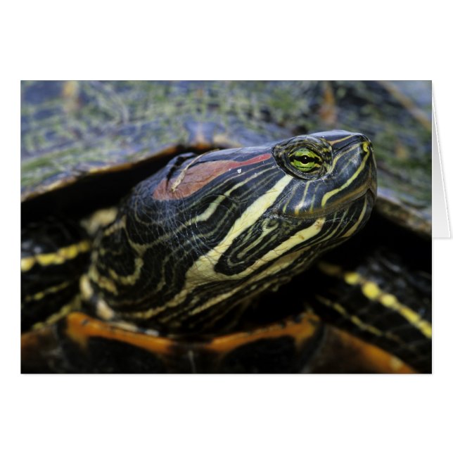 Rödöronad vattensköldpadda, Trachemys scripta eleg Hälsningskort (Framsidan Horizontal)