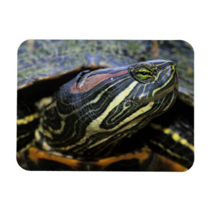 Rödöronad vattensköldpadda, Trachemys scripta eleg Magnet