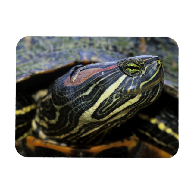 Rödöronad vattensköldpadda, Trachemys scripta eleg Magnet (Horisontell)
