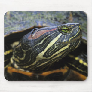 Rödöronad vattensköldpadda, Trachemys scripta eleg Musmatta