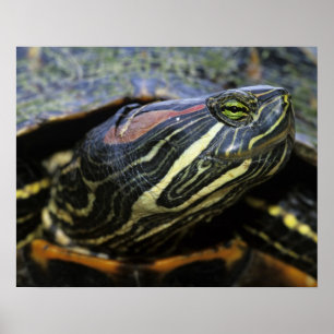 Rödöronad vattensköldpadda, Trachemys scripta eleg Poster
