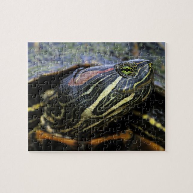Rödöronad vattensköldpadda, Trachemys scripta eleg Pussel (Horisontell)
