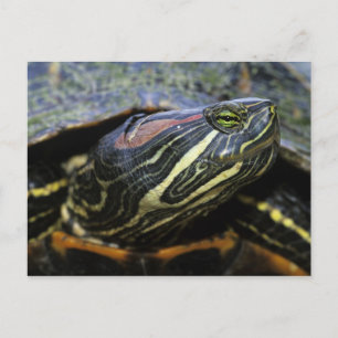 Rödöronad vattensköldpadda, Trachemys scripta eleg Vykort