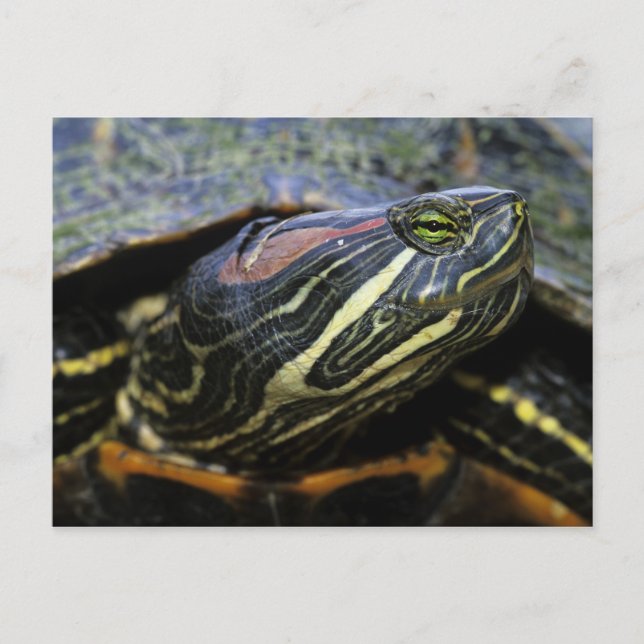 Rödöronad vattensköldpadda, Trachemys scripta eleg Vykort (Framsida)
