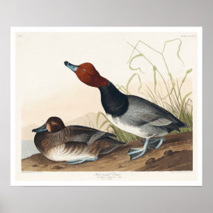 Rödövd Anka av Audubon Poster