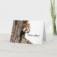 Rödpanda spelar peek-a-boo!