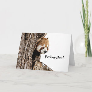 Rödpanda spelar peek-a-boo! kort