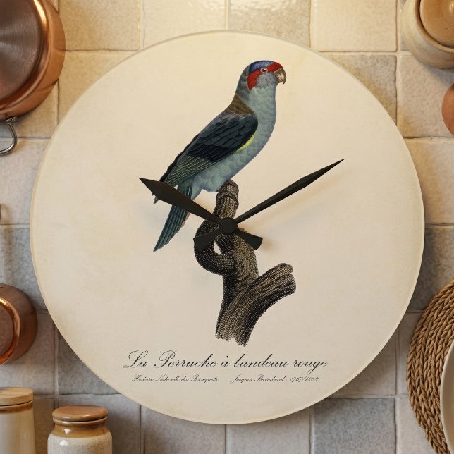 Rödpannad lorikit / Musk lorikit  Stor Klocka (Musk Lorikeet, Trichoglossus Concinnus. Large Clock)