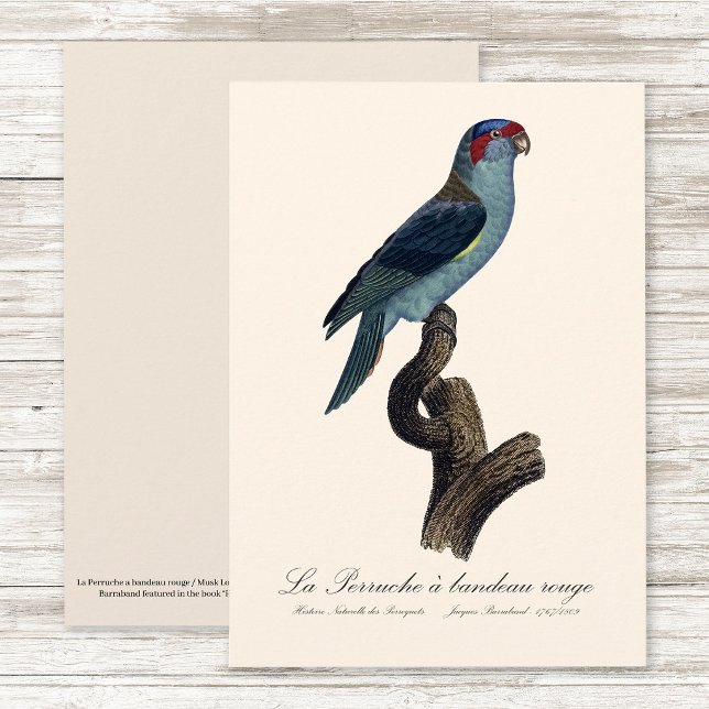 Rödpannad lorikit / Musk lorikit  Tack Kort (Musk Lorikeet, Trichoglossus Concinnus. Thank You Card)