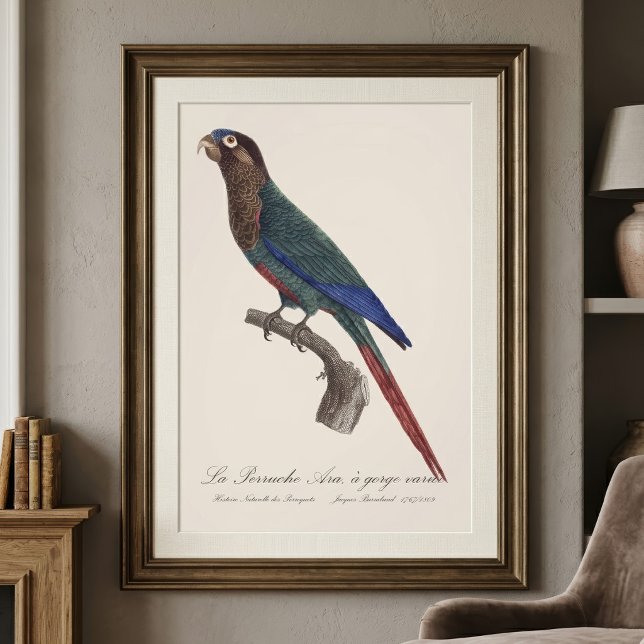 Rödpannad parakit, Pyrrhura Picta Fototryck (The Painted Parakeet, Pyrrhura Picta. Photo Print)