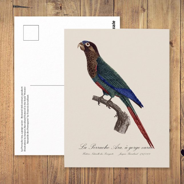 Rödpannad parakit, Pyrrhura Picta Vykort (The Painted Parakeet, Pyrrhura Picta. Postcard)