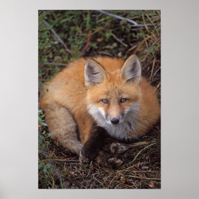 rödräv, vulpes vulpes, höst färger längs poster (Framsidan)