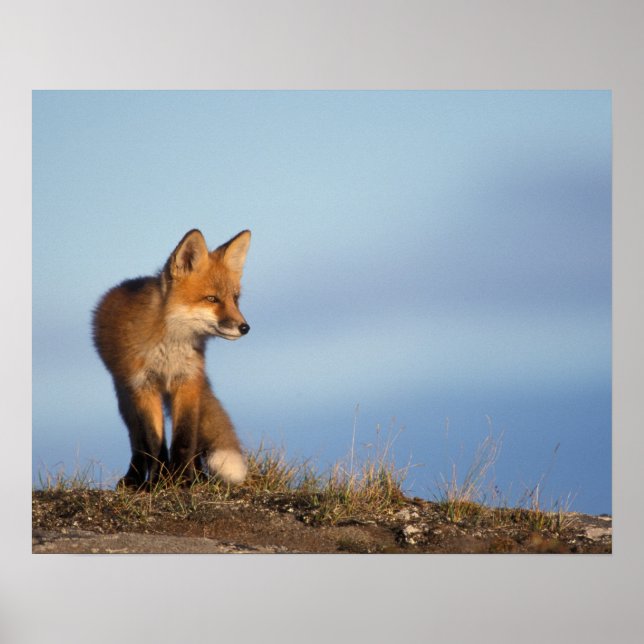 rödräv, vulpes vulpes, i 1002-området poster (Framsidan)