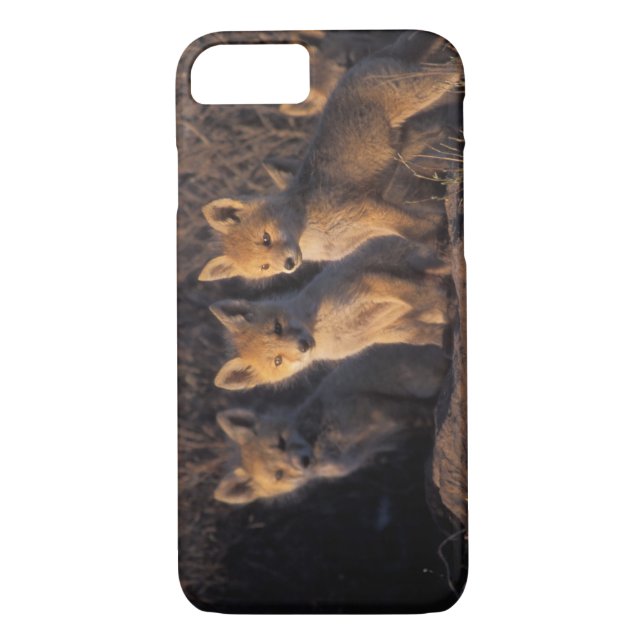 rödräv, vulpes vulpes, kit Case-Mate iPhone skal (Baksida)