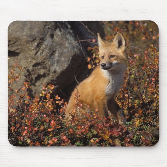 rödräv, vulpes vulpes musmatta (Framsidan)