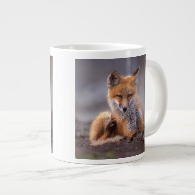 Rödräv, Vulpes vulpes, skrapning av valpen själv. Jumbo Mugg (Framsida höger)