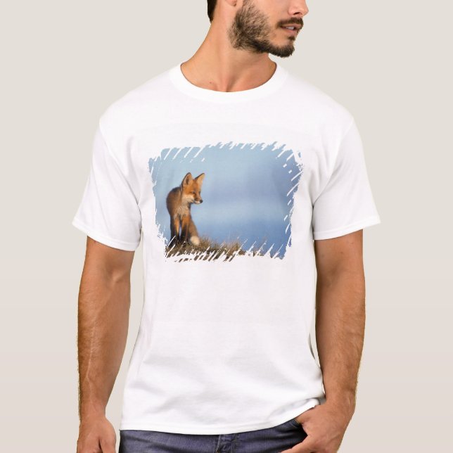 rödräv, vulpes vulpes tee (Framsida)