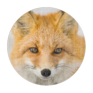 Rödrävporträtt