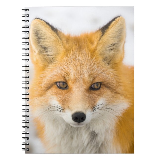 Rödrävporträtt Anteckningsbok (Framsidan)