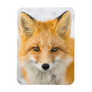 Rödrävporträtt Magnet