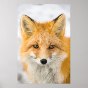 Rödrävporträtt Poster