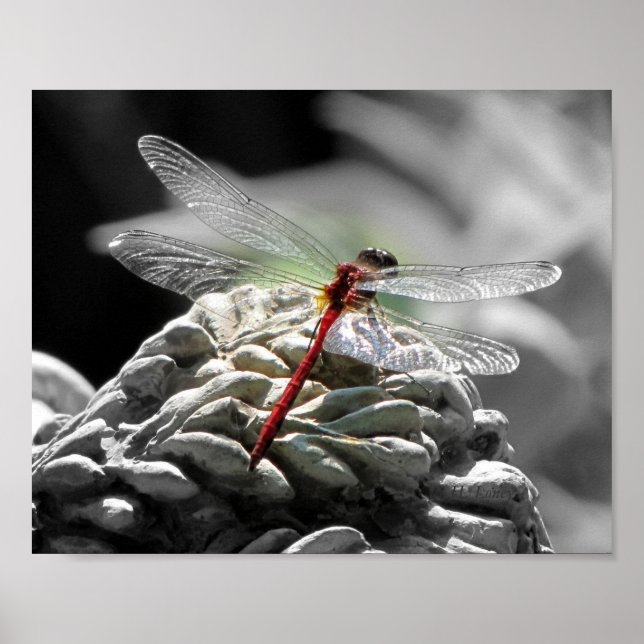Rödrocka (Sympetrum vicinum) Poster (Framsidan)