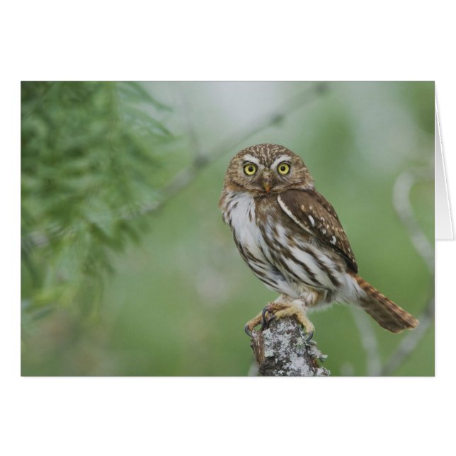 Rödrost dvärguv, Glaucidium brasilianum, 3 Hälsningskort (Framsidan Horizontal)