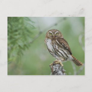 Rödrost dvärguv, Glaucidium brasilianum, 3 Vykort