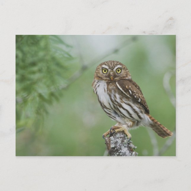 Rödrost dvärguv, Glaucidium brasilianum, 3 Vykort (Framsida)