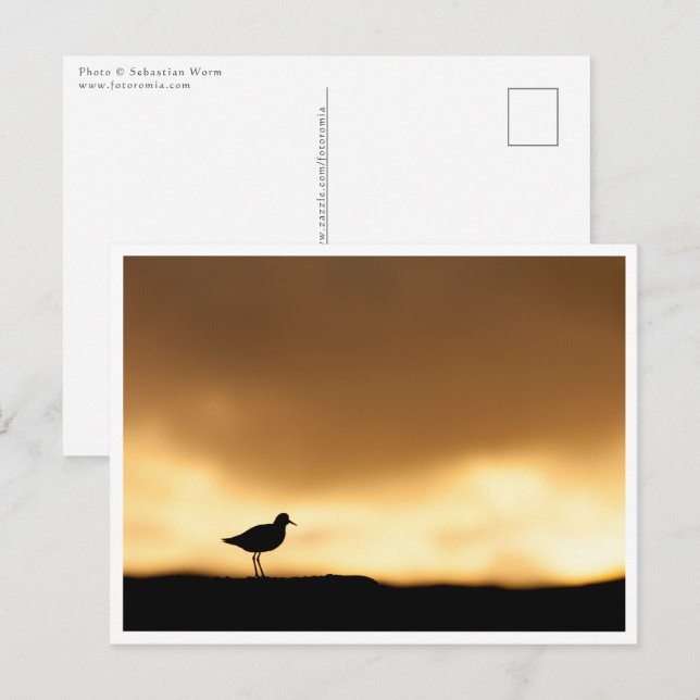 Rödschenkel Naturfoto Vykort (Fram/baksida)