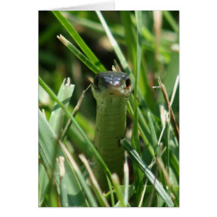 Rödsidig trädgårdssnake i gräs hälsningskort