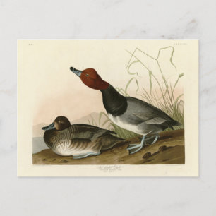 Rödskallig Anka - från Audubon's Birds of America Vykort